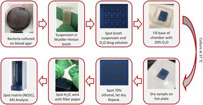 Rapid detection of antimicrobial resistance in methicillin-resistant Staphylococcus aureus using MALDI-TOF mass spectrometry